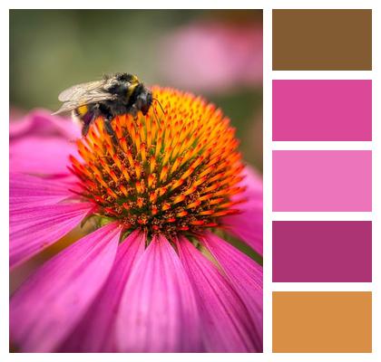 Bee Coneflower Flower Background Image